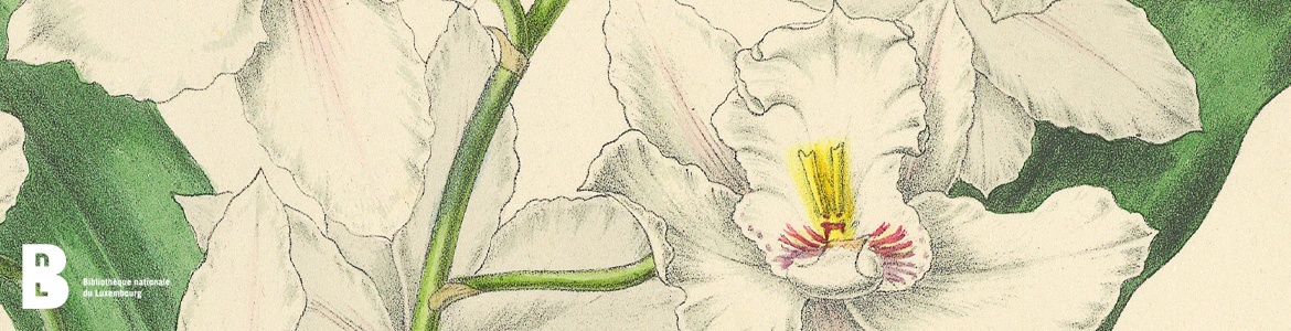 Pescatorea – D’Geschicht vun enger bedeitender Orchideeësammlung – Mi, 9. Juli 2025